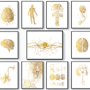 11 Neuroanatomy Art, Neurology Poster, Gold Brain Anatomy, Nervous System Diagram, Neuroscience Art, Medical Decor, Neuroscientist Gift