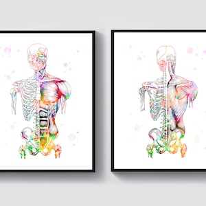 Anatomy Artwork Musculoskeletal System Poster Skeletal Muscles Structure Medical Art Physical Therapist Gift Chiropractor Gift Clinic Decor