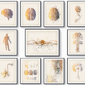May include: A collection of framed watercolor prints depicting anatomical illustrations of the human brain and nervous system. The prints feature a variety of colorful, abstract representations of neurons and brain structures.