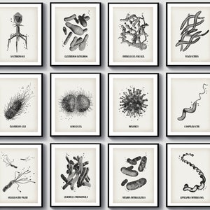 12 Bacteria Types Posters Vintage Microbiology Art Science Art Medical Art Virology Art Bacteriology Art Immunology Art Scientist Gift