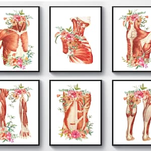 6 Watercolor Muscle Anatomy, Muscular System, Human Body Anatomy, Anatomical Body, Human Physiology, Medical Decor, Massage Clinic Art