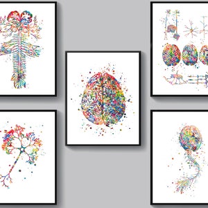 Neurology Art Set 5 Anatomical Brain Neuron Cell Nervous System Poster Neurologist Gift Neuroscientist Gift Medical Art Science Art