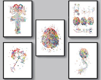 Neurology Art Set 5 Anatomical Brain Neuron Cell Nervous System Poster Neurologist Gift Neuroscientist Gift Medical Art Science Art