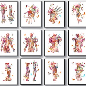 Set 12 Muscle anatomy art, Human muscular system, Medical decor, Musculoskeletal system, Muscles of body, Watercolor anatomy, Clinic art