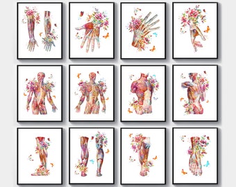 Set 12 Muscle anatomy art, Human muscular system, Medical decor, Musculoskeletal system, Muscles of body, Watercolor anatomy, Clinic art