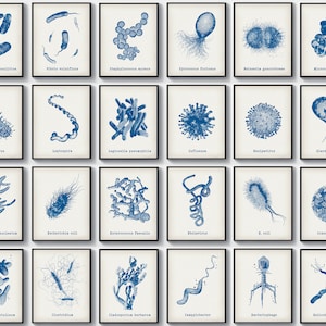 May include: A set of framed prints showcasing detailed blue illustrations of various bacteria and viruses. Each print displays a different microorganism with its scientific name, creating a scientific and educational aesthetic.