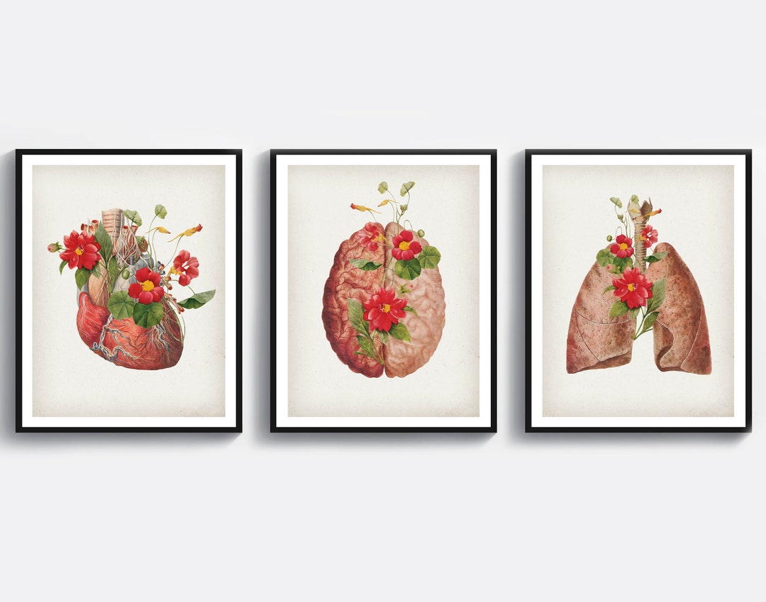 3 Anatomy Art Medical Art Science Art Anatomical Heart Print Brain ...