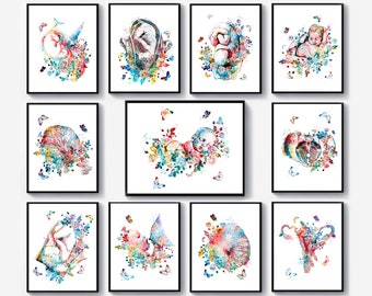 11 Obstetrics and Gynecology Art Obgyn Artwork Fetal Development Art Fetus in Womb Art Female Anatomy Art Midwife Gift Baby Shower Decor