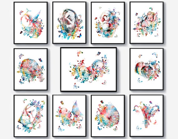 11 Obstetrics and Gynecology Art Obgyn Artwork Fetal Development Art Fetus in Womb Art Female Anatomy Art Midwife Gift Baby Shower Decor