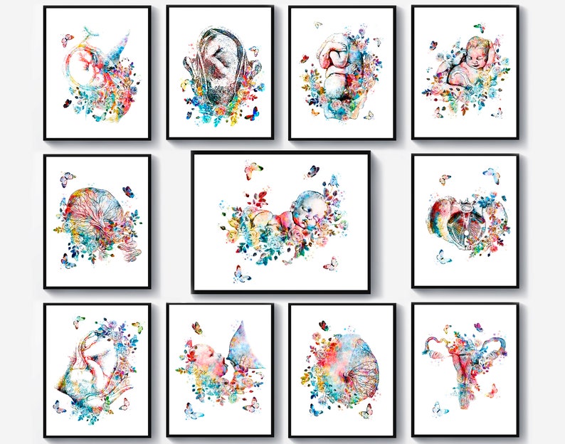 11 Obstetrics and Gynecology Art Obgyn Artwork Fetal Development Art Fetus in Womb Art Female Anatomy Art Midwife Gift Baby Shower Decor image 1