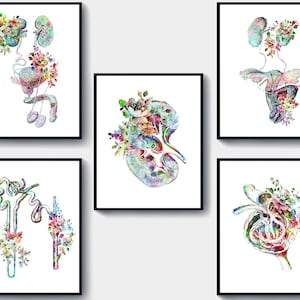 Puede incluir: Cinco ilustraciones de acuarela del sistema urinario humano con detalles florales. Cada ilustración presenta una parte diferente del sistema, incluidos los riñones, la vejiga y los uréteres.