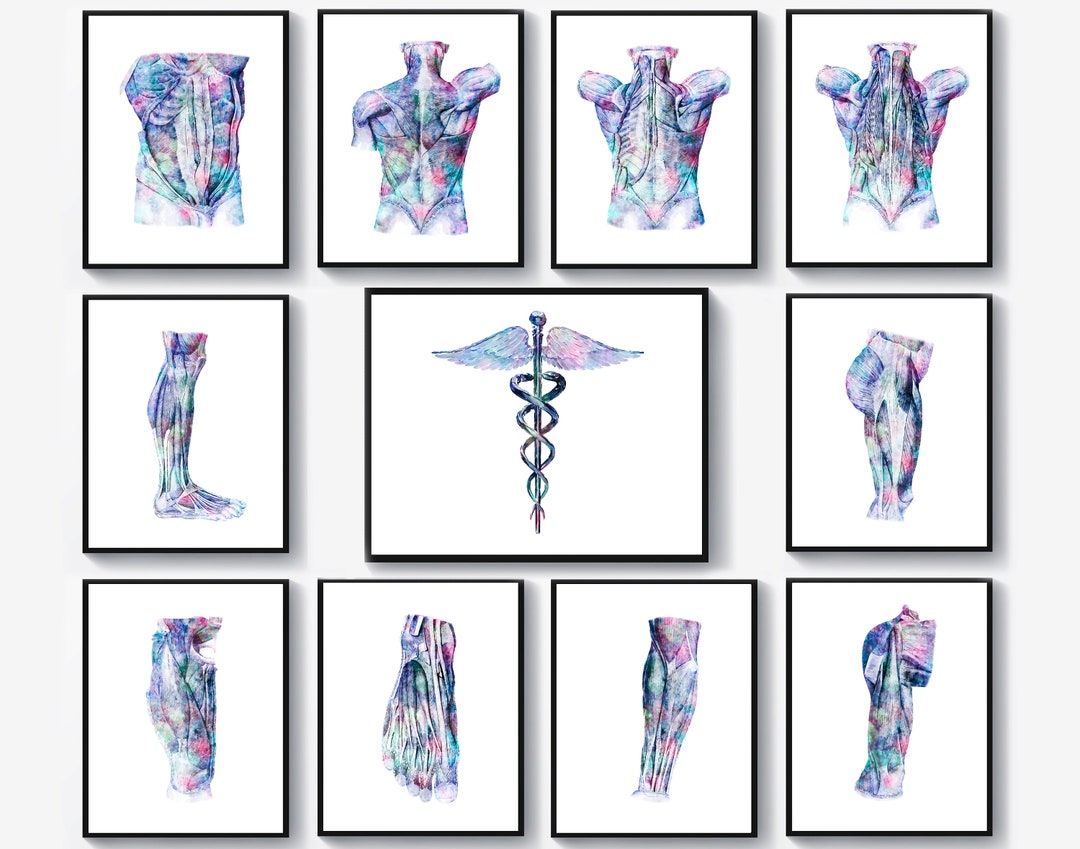 11 Surgeon Gift Watercolor Anatomy Art Muscular System - Etsy