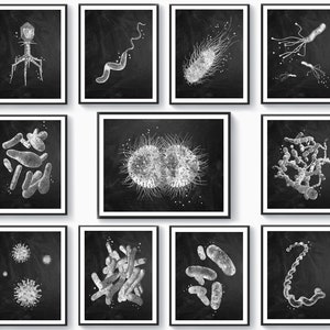 11 Bacteria Types Posters Microbe Art Microbiology Art Medical Artwork Chalkboard Painting Biologist Gift Scientist Gift Medical Laboratory
