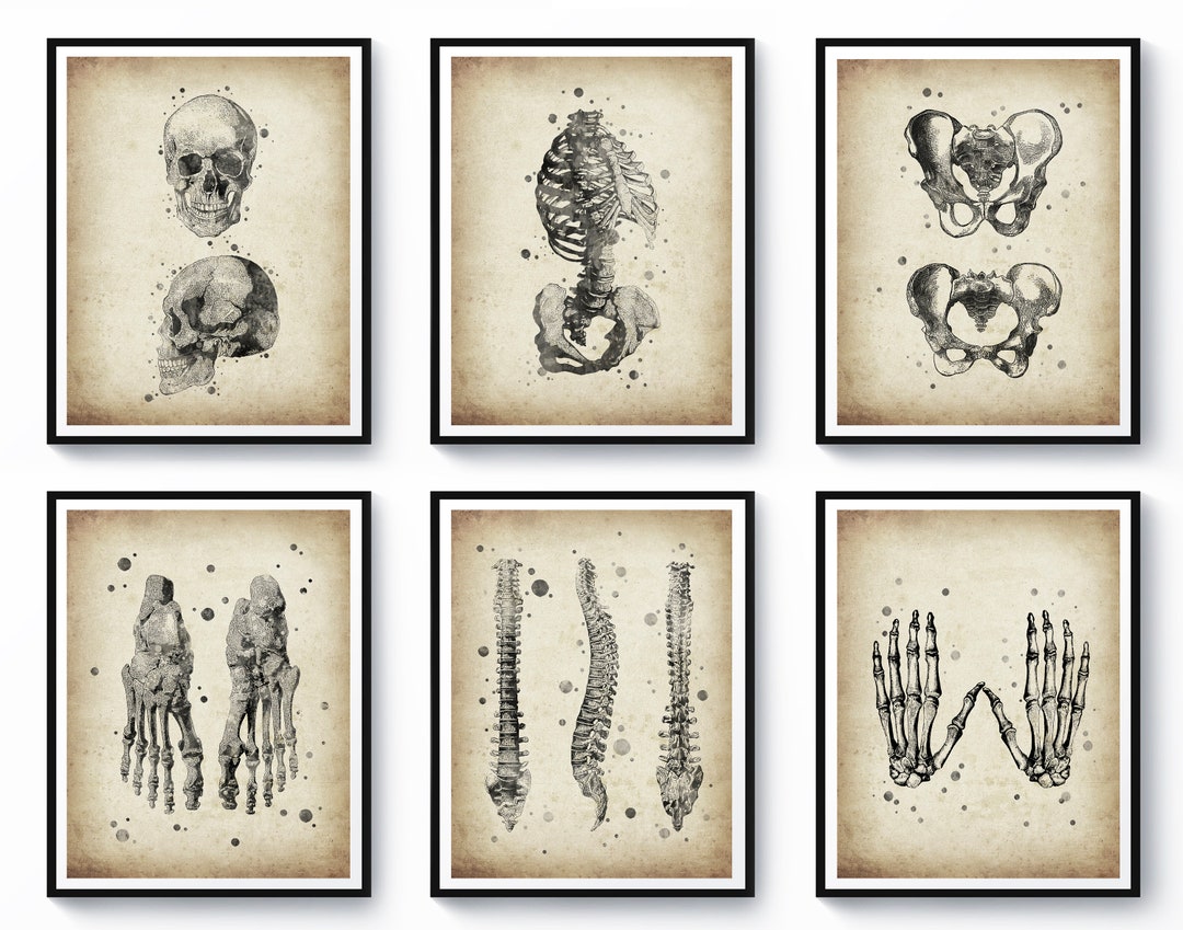 6 Vintage Skeleton Anatomy Art Skeletal System Art Medical Art Science ...