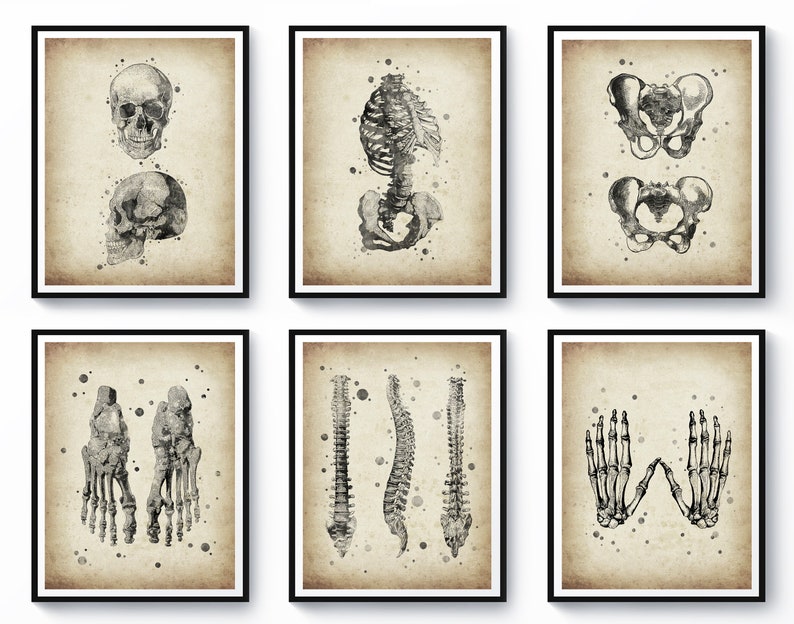 6 Vintage Skeleton Anatomy Art Skeletal System Art Medical Art Science ...