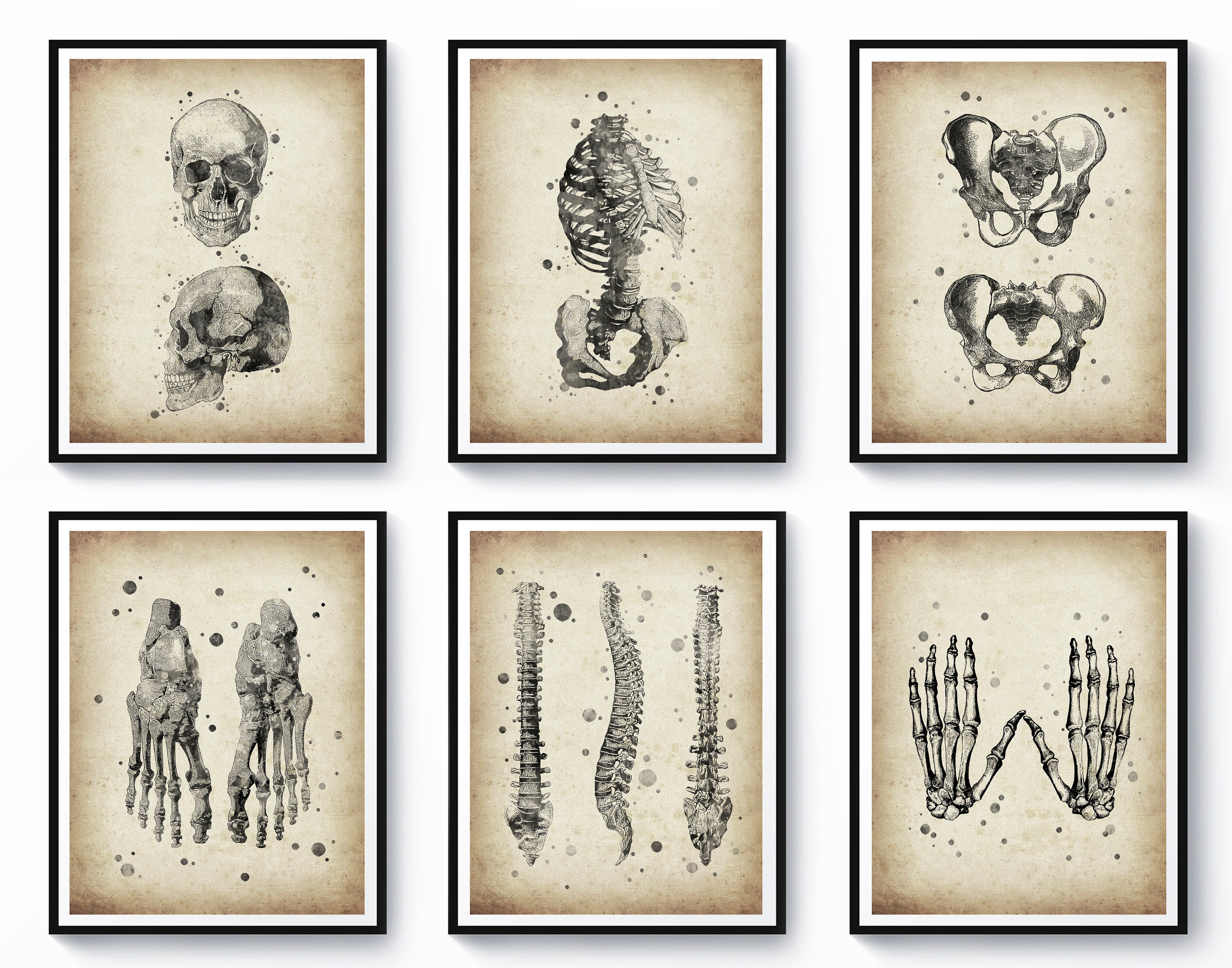 6 Vintage Skeleton Anatomy Art Skeletal System Art Medical Art Science ...
