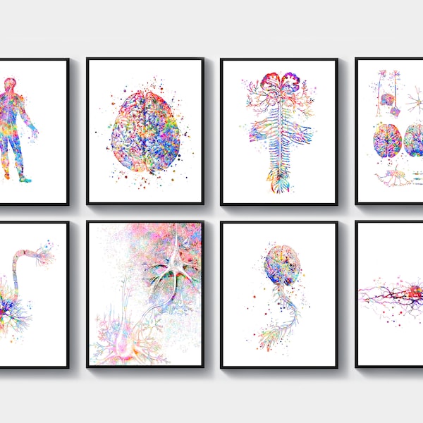 Anatomy Poster Nervous System Etsy