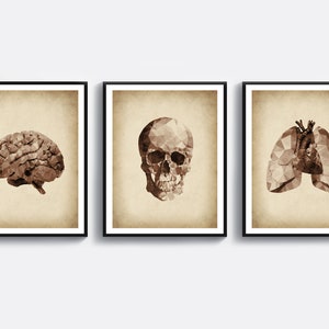 Puede incluir: Tres impresiones enmarcadas con una estética vintage. Cada impresión presenta un órgano humano diferente: un cerebro, un cráneo y un corazón y pulmones. Los órganos se representan en un estilo geométrico y poligonal.