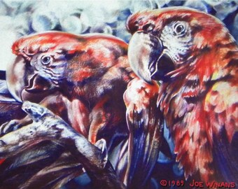 Scarlet Macaws PRINT of animal pastel drawing by Joe Winans c.1989