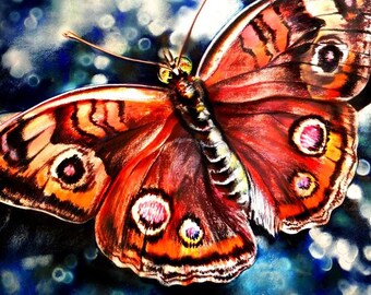 Buckeye Butterfly PRINT of pastel drawing by Joe Winans c.1990