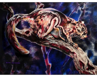 Flying Squirrel at night PRINT of pastel drawing  by Joe Winans c.1989