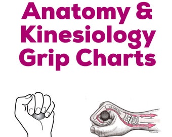 Muscle Grip Chart Study Guide - Anatomy & Kinesiology