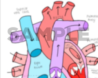 Circulation of Heart Template & Labeled Diagram