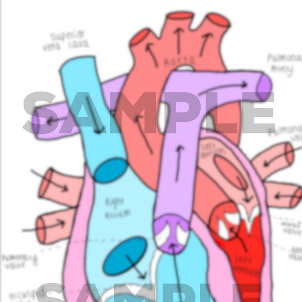 Circulation of Heart Template & Labeled Diagram