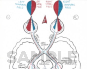 Visual Pathways Diagram, Templates, & Lesions Chart