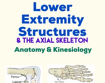 Lower Extremities Structures - Anatomy & Kinesiology Study Guide