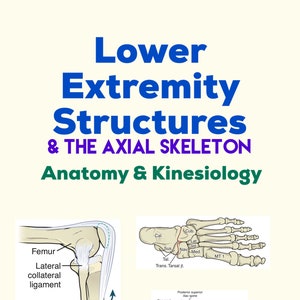 Lower Extremities Structures - Anatomy & Kinesiology Study Guide