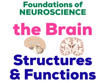 The Brain: Structures & Functions Study Guide