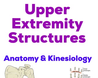 Upper Extremities Structures - Anatomy & Kinesiology Study Guide