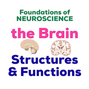 The Brain: Structures & Functions Study Guide