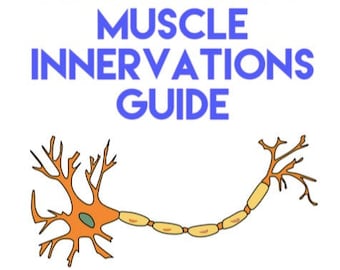 Guide des innervations musculaires