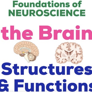 Neuroscience - Brain Structures and Functions: A Comprehensive Intro Outline