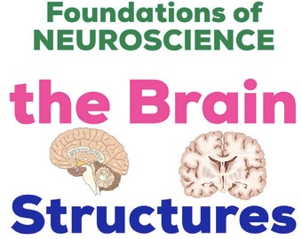 Neuroscience - Brain Structures and Functions: A Comprehensive Intro Outline