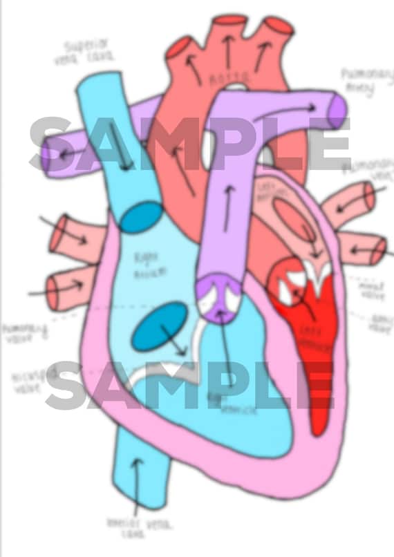 Circulation Of Heart Template Labeled Diagram Etsy Circulation Of Heart Template Labeled Diagram Etsy