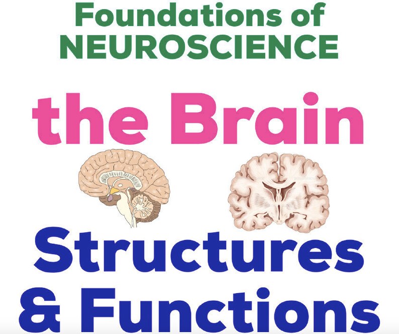 Neuroscience - Brain Structures and Functions: A Comprehensive Intro ...