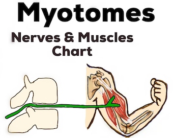 Nerves & Muscles Chart - Myotomes