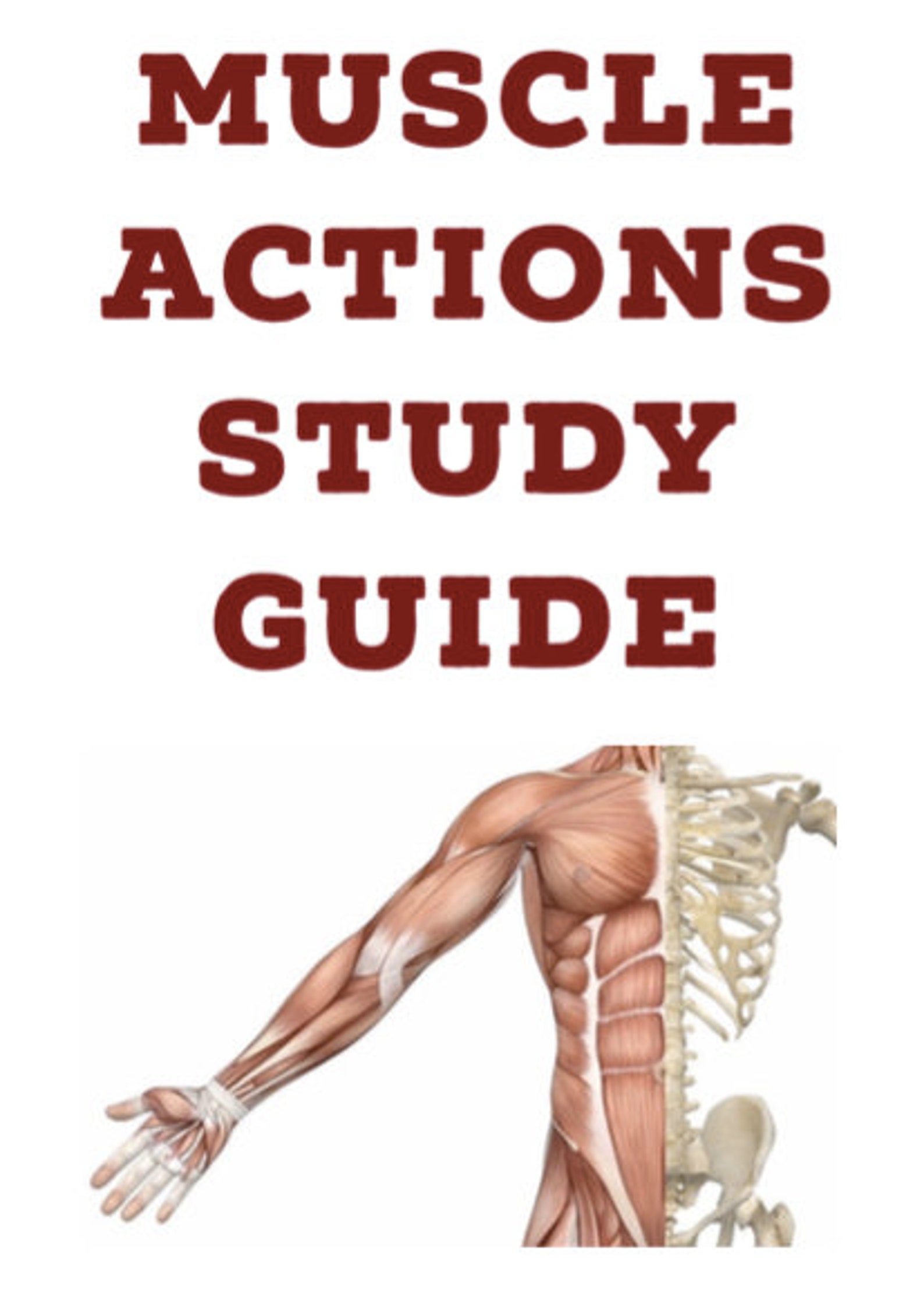 BUNDLE Anatomy & Kinesiology 8 Study Guides Etsy