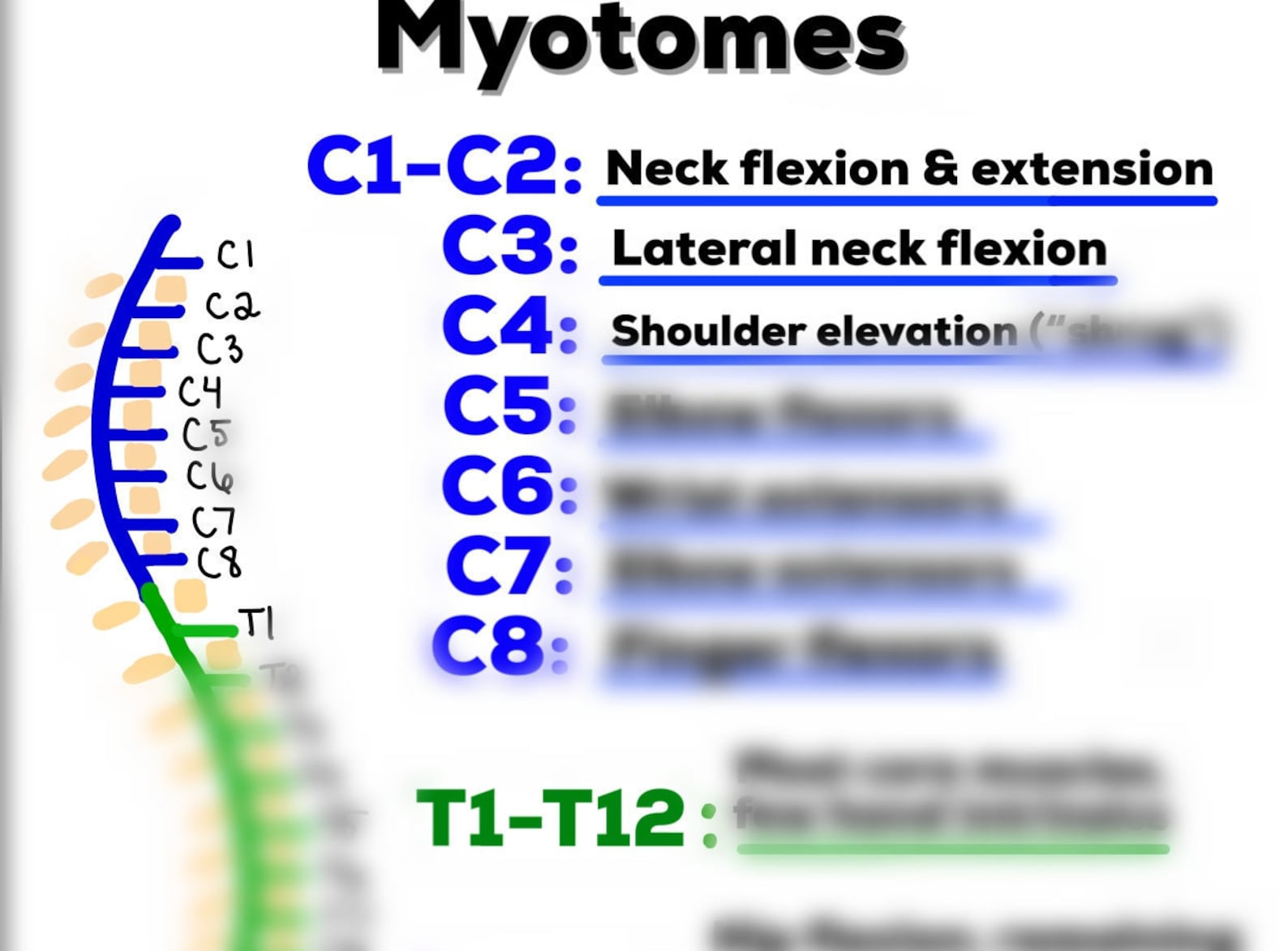 Cervical Myotomes Chart