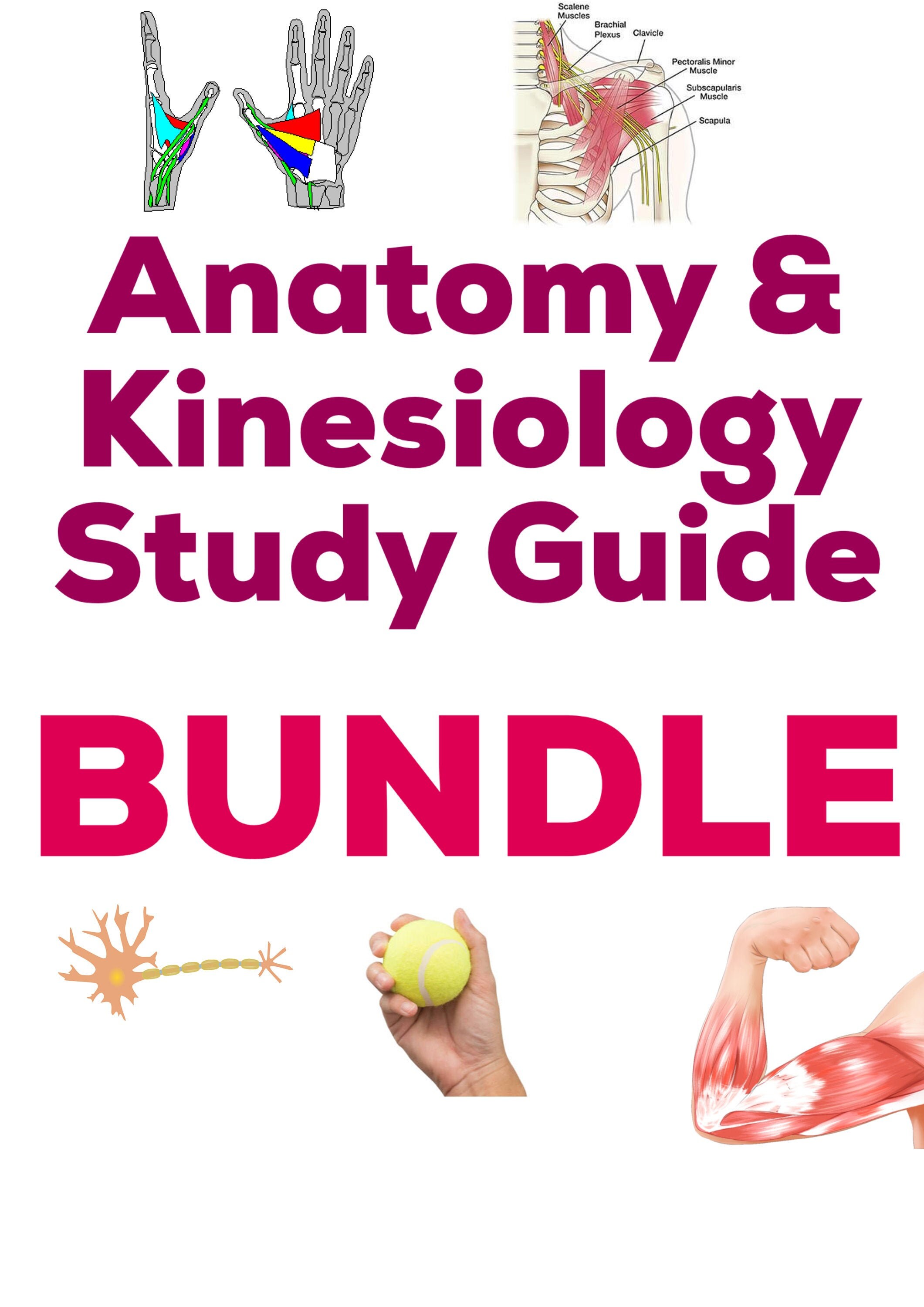 BUNDLE Anatomy & Kinesiology 8 Study Guides Etsy