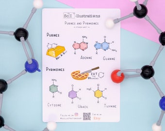 Sticker sheet PURINES PYRIMIDINES | DNA | bases | molecules | mnemonic | biology self made hand drawn
