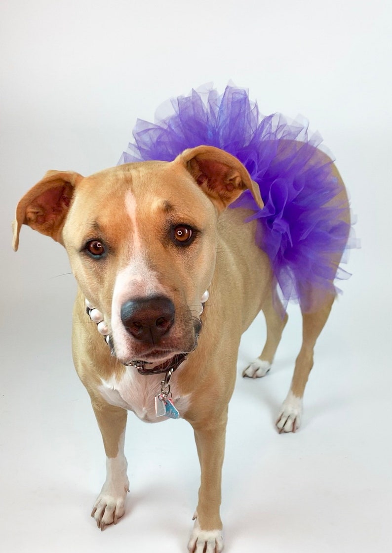 Fur Baby Pet Birthday Mermaid Purple Dog Tutu: Cute Dog Clothes Fluffy Princess Dog Skirt Pet Gift Dog Halloween Costume