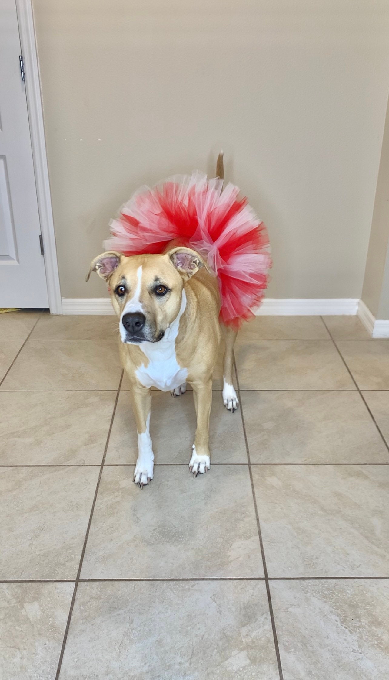 dog christmas tutu dress How to make CHRISTMAS DOG TUTU SKIRT- XMAS FESTIVE DRESS