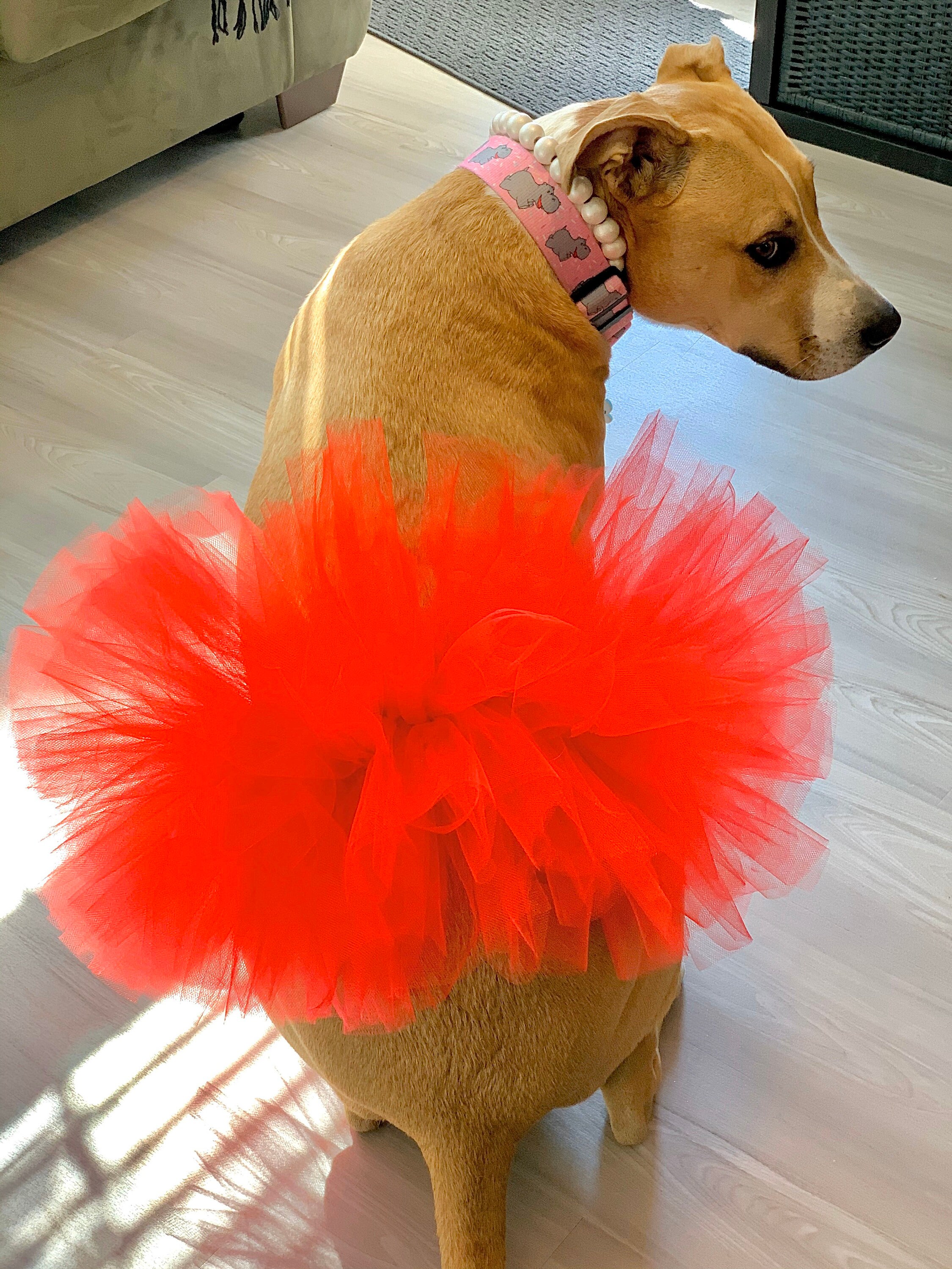 dog christmas tutu dress 2025 Christmas in July Dog Tutu Dress (AVAILABLE IN ANY PATTERN FROM T FurRescue Fashions