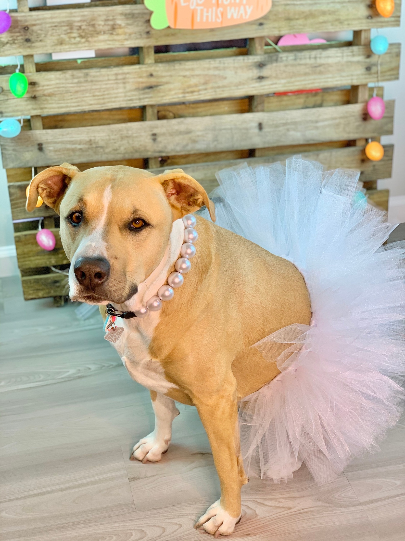 Sparkle White Dog Tutu: Cute Fluffy Bright Princess Dog Skirt - Etsy
