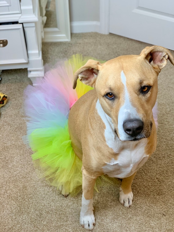 Easter dog clothes discount