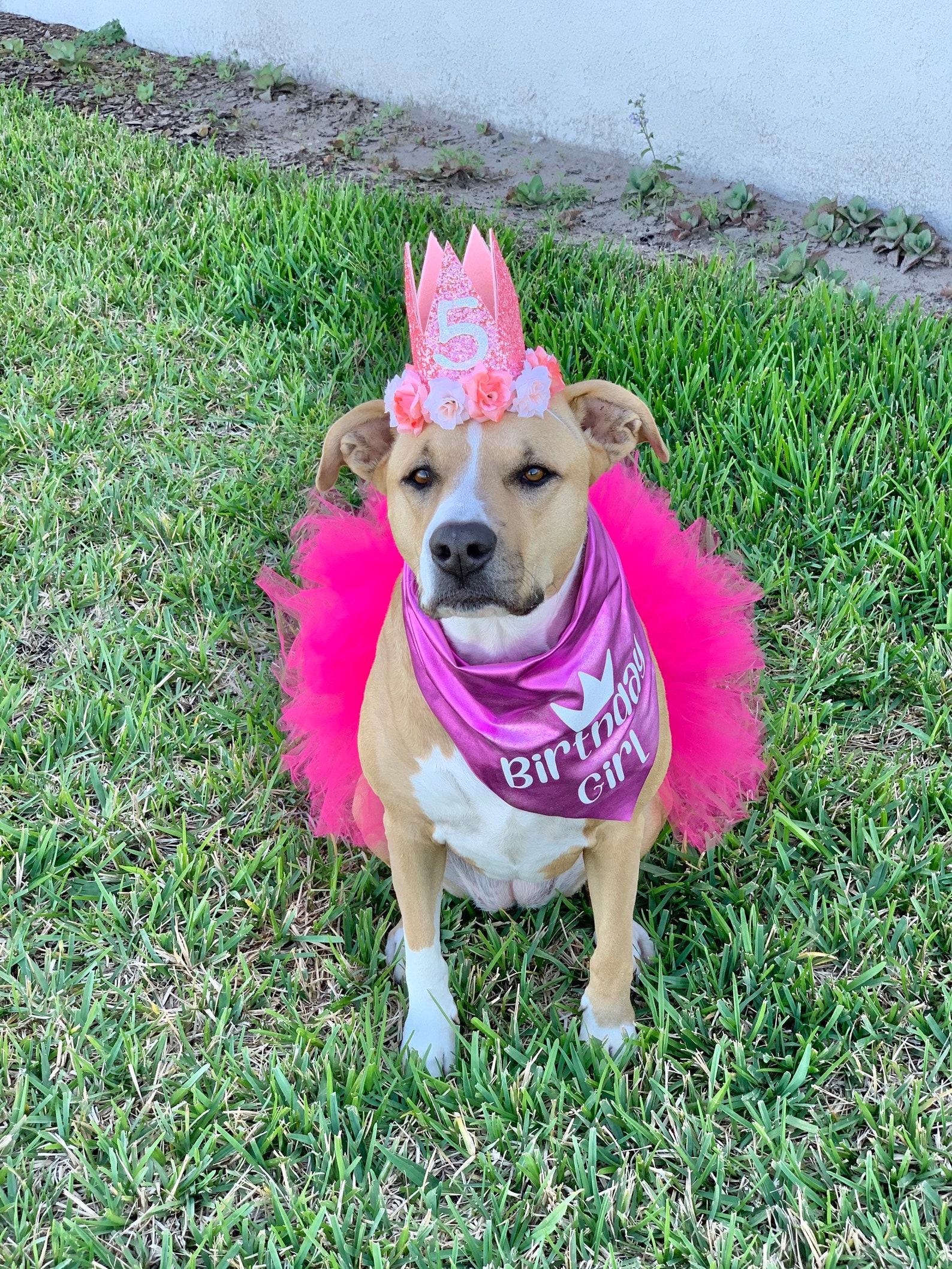 Birthday Girl Dog Puppy Outfit Pretty in Pink Cute Fluffy Etsy
